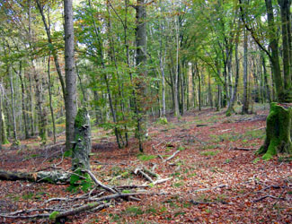 Forêt